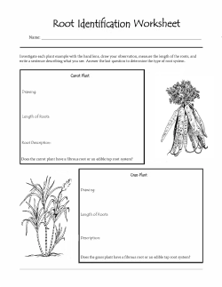 Root Identification Worksheet