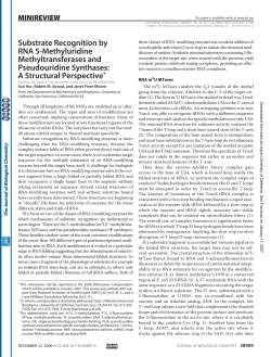 Substrate Recognition by RNA 5-Methyluridine Methyltransferases