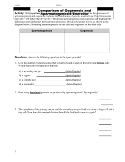 Comparison of Oogenesis and Spermatogenesis Exercise
