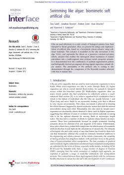 Swimming like algae: biomimetic soft artificial cilia