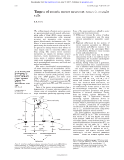 Targets of enteric motor neurones: smooth muscle cells