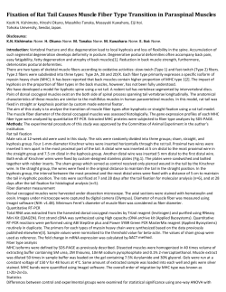 Fixation of Rat Tail Causes Muscle Fiber Type Transition in