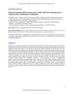 Ethylene Regulates differential growth via BIG ARF