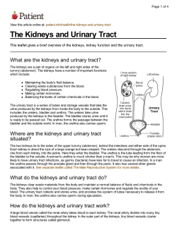 The Kidneys and Urinary Tract