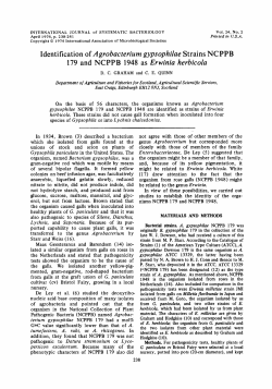 Identification of Agrobacterium gypsophilae Strains NCPPB 179 and