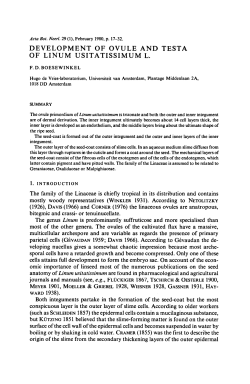 Development of ovule and testa of Linum
