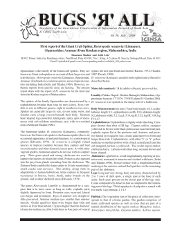 First report of the Giant Crab Spider, Heteropoda