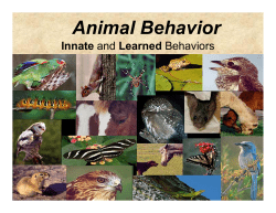 Animal Behavior - Dog The Loyal Companion