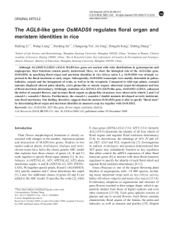The AGL6-like gene OsMADS6 regulates floral organ and