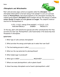 Chloroplasts and Mitochondria