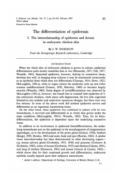 The differentiation of epidermis