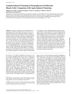 Laminin-induced Clustering of Dystroglycan on Embryonic Muscle