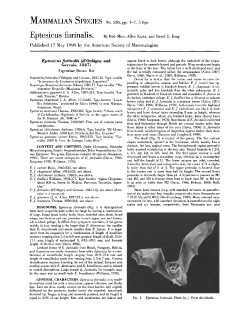 Eptesicus furinalis.