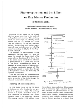 Photorespiration and Its Effect on Dry Matter Production