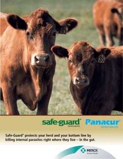 Safe-guard Cattle Dewormer