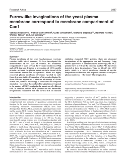 Furrow-like invaginations of the yeast plasma membrane