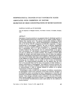 morphological changes in rat pancreatic slices