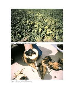 Figure 1. Yellowing from Rhizoctonia area in field. Figure 2. Internal