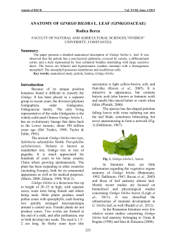 ANATOMY OF GINKGO BILOBA L. LEAF