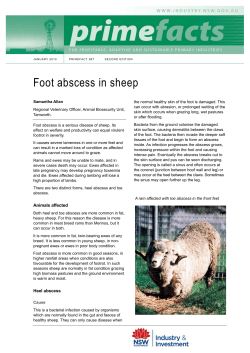 Foot abscess in sheep