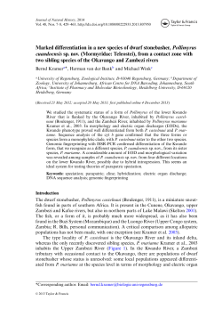 Marked differentiation in a new species of dwarf stonebasher