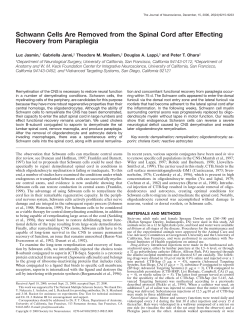 Schwann Cells Are Removed from the Spinal