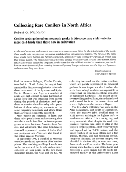Collecting Rare Conifers in North Africa