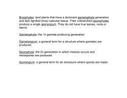 Bryophytes: land plants that have a dominant gametophyte