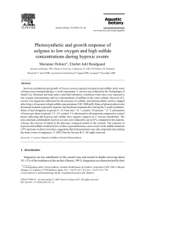 Photosynthetic and growth response of eelgrass to