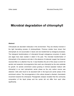 Microbial degradation of chlorophyll