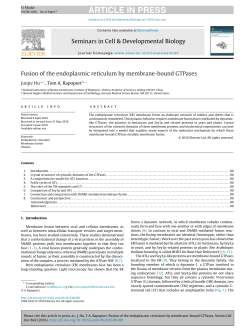 Fusion of the endoplasmic reticulum by membrane-bound