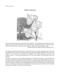 Plains Cottonwood - Exploring the World from the American West