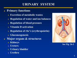 Powerpoint for Urinary System