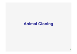 Animal Cloning