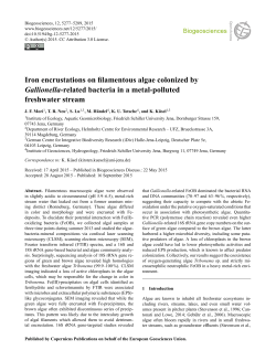 Iron encrustations on filamentous algae colonized