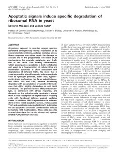 Apoptotic signals induce specific degradation of ribosomal RNA in