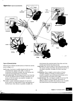 carpals ...:::::::l!!:l`ti"`.... Types ofSynovial Joints