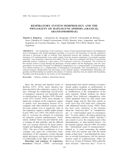 respiratory system morphology and the phylogeny of haplogyne
