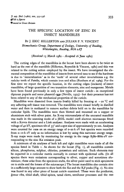 the specific location of zinc in insect mandibles