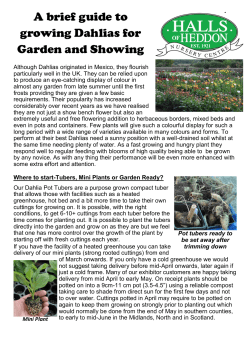 A brief guide to growing Dahlias for Garden and