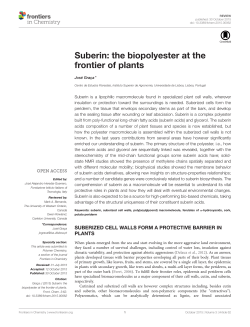 Suberin: the biopolyester at the frontier of plants