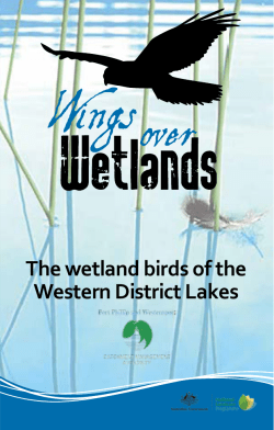 The wetland birds of the Western District Lakes