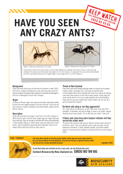 black crazy ant ant factsheet