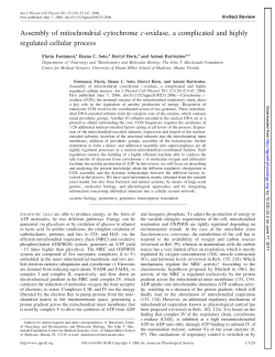 Assembly of mitochondrial cytochrome c