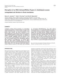 carpel factory in floral meristem determination