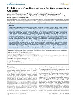 Evolution of a core gene network for skeletogenesis in Chordates