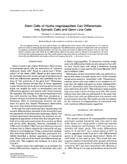 Stem Cells of Hydra magnipapillata Can Differentiate into Somatic