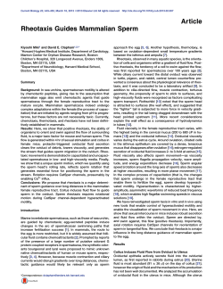 Rheotaxis Guides Mammalian Sperm