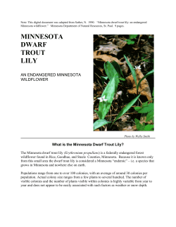 minnesota dwarf trout lily, an endangered