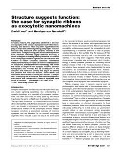 Structure suggests function: the case for synaptic ribbons as
